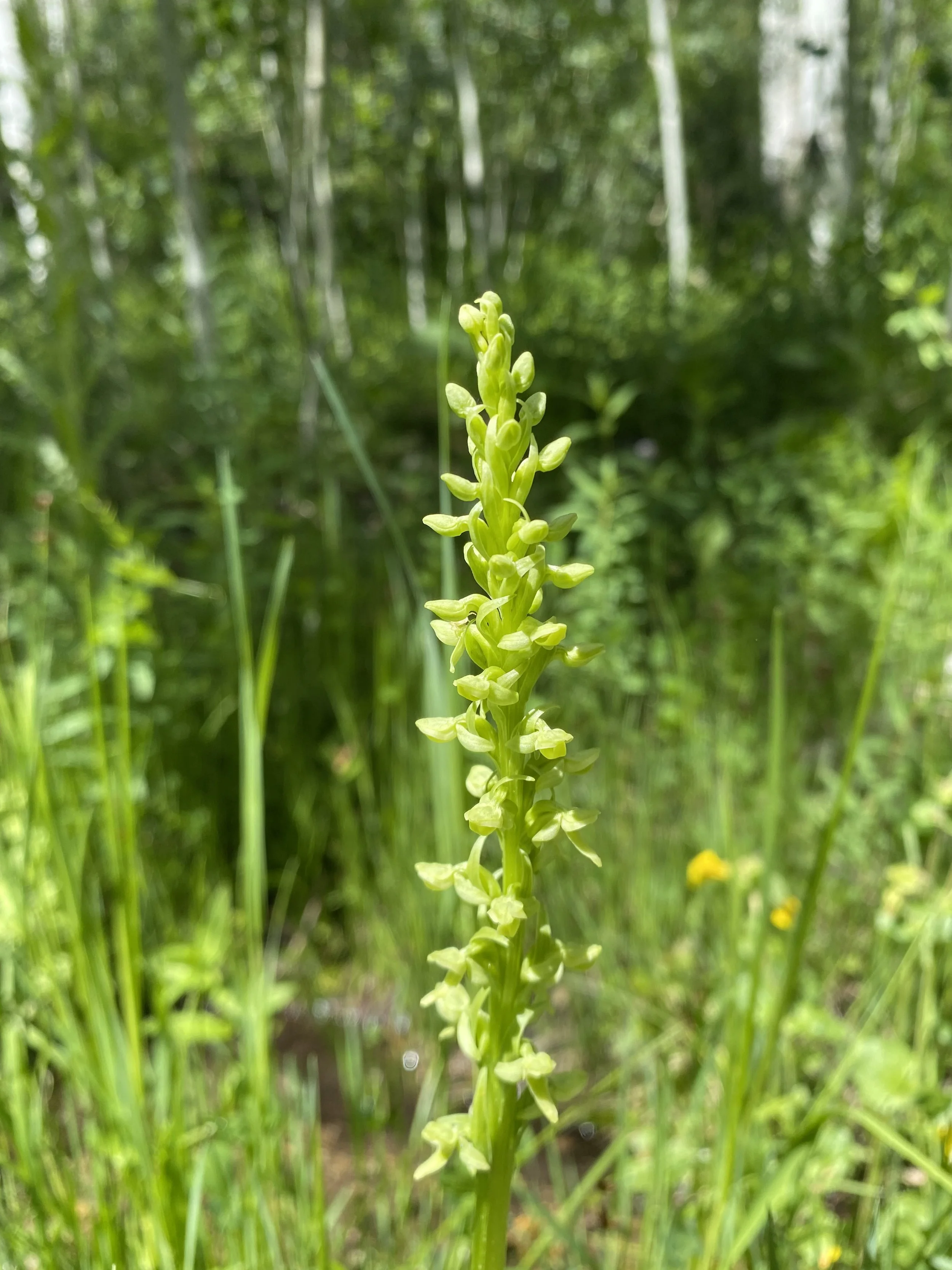 Green with envy — Independence Pass Foundation